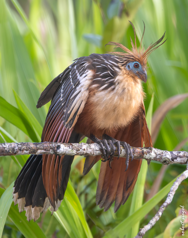 hoatzin